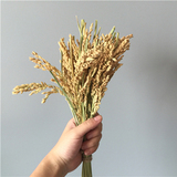 【水稻穗】乡村原生态自然田园家居谷物艺术干花干草小麦拍摄道具