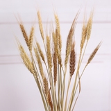 天然真麦穗稻穗花小麦穗干花花束植物装饰插花田园摄影道具麦子