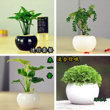 创意迷你奇趣花卉绿植物净化空气办公室内桌面小盆栽含盆套餐包邮