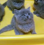 苏猫咪宠物猫活体纯种英国短毛英短蓝猫小猫幼猫公猫（已去新家）