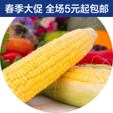 四季播种蔬菜种子 玉米种子 菠萝/水果/草莓玉米 甜/黑/糯玉米