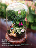 室内桌面绿色植物苔藓组合盆栽套餐 浪漫礼品玻璃罩生态瓶微景观