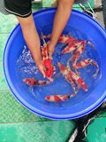 纯种观赏鱼活体进口日本锦鲤大鱼小鱼诚太郎冷水鱼