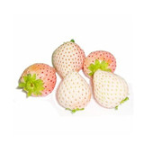 盆栽奶油白草莓种子 阳台四季播种 秋冬季蔬菜种子 散装50粒