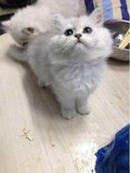 【广州萌宠猫园】纯种猫长毛猫金吉拉银白色粘人猫咪宠物
