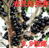 台湾嘉宝果包邮 树葡萄树苗 观赏食用名贵水果树苗 盆栽果苗植物