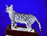 TICA 银色 孟加拉豹猫 幼猫冠军CH头衔 成年母猫 JAM （展示）