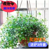 室内四季常青植物千叶草〖千叶吊兰〗盆栽清除室内甲醛 净化空气