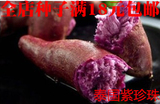秒杀紫薯种子黄薯种子白薯种子红薯苗种子番薯地瓜苗种子