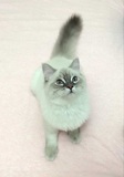 纯种布偶猫蓝山重点色布偶猫幼猫CFA注册猫舍血统证书