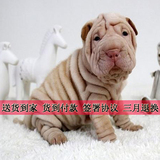 沙皮犬幼犬出售 纯种沙皮幼犬 宠物狗狗活体 家养 货到付款L88