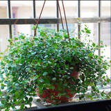 包邮 千叶吊兰 植物 室内兰花桌面 防辐射盆栽绿植