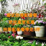 花种子 四季种易播室内 蔬菜种子四季包邮阳台盆栽易活景观花卉