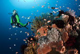 马尔代夫毛里求斯 夏威夷大堡礁 导游翻译接机包车潜水海岛游旅游