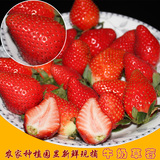 新鲜有机奶油草莓3斤装秒顺丰包邮当季水果送礼首选冬季养生