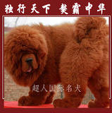 藏獒大狮头纯种藏獒幼犬出售家养铁包金红獒黑獒臧獒可上门WD-01