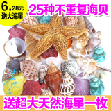 ★送天然海星★天然海螺贝壳海星套装 25个种类不重复+送个大海星