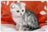 上海家养苏格兰折耳弟弟妹妹虎斑宠物猫美国短毛猫加白宠物猫幼猫