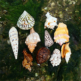 天然大海螺贝壳套餐600g 白珊瑚树摆件海星婚庆鱼缸水族居家装饰