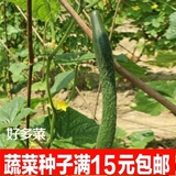 水果种子 四季 黄瓜苗种子 刺青瓜种子 阳台菜种子夏季秋季种植