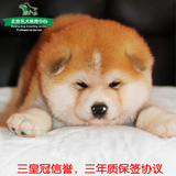 日本秋田犬纯种幼犬出售 体格强壮被毛浓密宠物狗 可上门看狗狗