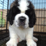 双赛级血统家养宠物狗 纯种巨型圣伯纳犬 救援护卫活体幼犬出售11