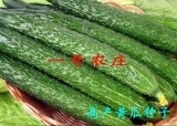 黄瓜种子 夏青强盛黄瓜种子 高产杂交一代蔬果菜籽 爬藤带刺水果