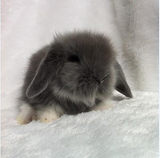 纯种 活体宠物垂耳兔 猫猫兔 荷兰兔 宠物兔子 兔宝宝
