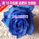 出售花卉盆栽精品蓝玫瑰★蓝色妖姬玫瑰★送女朋友必选