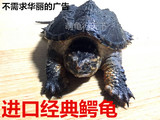 2016进口北美鳄龟5厘米到14厘米鳄鱼龟小鳄龟苗乌龟活体宠物龟