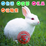 【2只送运输笼】纯白色美系新西兰小白兔/宠物兔子活体包活已防疫
