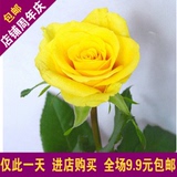 花卉绿植物室内外盆栽景 黄玫瑰花苗 黄色玫瑰  包成活当年开花