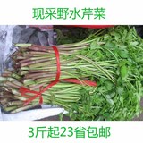 芹菜 野芹菜水芹菜 野生现采新鲜野菜有机蔬菜绿色食品湖南特产