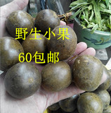 桂林永福野生罗汉果批发 茶叶泡法 60个包邮 广西罗汉果批发
