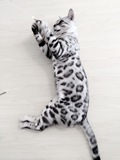 阿波罗美国引进的弟弟 宠物活体银色孟加拉豹猫成年猫 豹猫绝育
