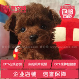 有它网茶杯宠物狗灰色红玩具活体泰迪狗巨型贵宾纯种幼犬出售10