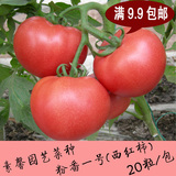 阳台盆栽蔬菜种子 大番茄种子 蔬果西红柿种子 粉番一号