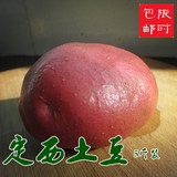 16年甘肃定西红皮土豆预定 马铃薯农家直销 有机新鲜蔬菜 5斤包邮