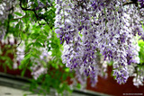 紫藤花苗紫藤花树苗盆景爬藤植物爬藤花卉遮阴植物 庭院花卉 种子