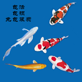 日本锦鲤活体纯种昭和白写黄金三色锦鲤鱼活体鱼苗金鱼观赏冷水鱼