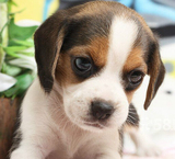 3出售上海本地繁殖纯种比格犬，米格鲁小猎兔犬幼犬宝宝，超可爱