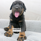 赛级罗威纳犬纯种幼犬出售德系实物活体狗疫苗针打048