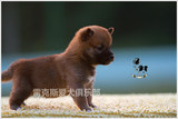 亚宠展全场后备冠军RBIS日本柴犬豆豆的赛级幼犬豆柴8DD低价出售