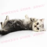 宠物猫美短活体 美国短毛猫 银虎斑纹猫咪宝宝重庆实体店包健康