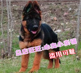 上海锤系德牧幼犬出售纯种德国牧羊犬宠物狗大型警犬黑背狼狗21