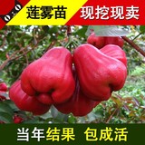 莲雾苗 台湾热带水果 黑金刚莲雾果苗 果树苗盆栽 南方北方种植