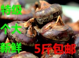 特大新鲜马蹄 特级 个大肉厚 荸荠 粤北生态绿色农产品 新鲜果蔬