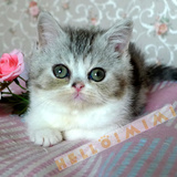 纯种猫咪 苏格兰折耳猫 银虎斑加白种母猫妈妈北京【HELLO MIMI】