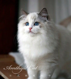 艾米丝 布偶小猫展示 茶茶 蓝双色  宠物级 已预定