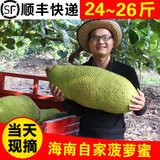 【咱发顺丰】海南大菠萝蜜25斤 树上熟木波罗密 新鲜热带水果包邮
